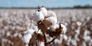 Cotton Standards: What’s the Difference and Does it Matter?